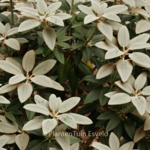 Rhododendron pachysanthum