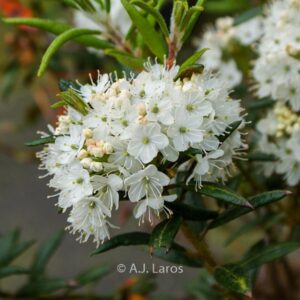 Ledum palustre yedoense