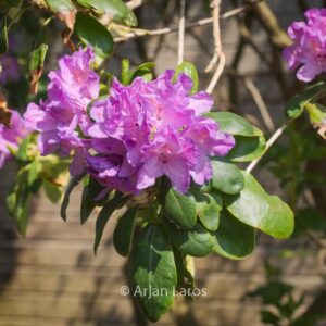 Rhododendron ponticum 'Imbricatum'