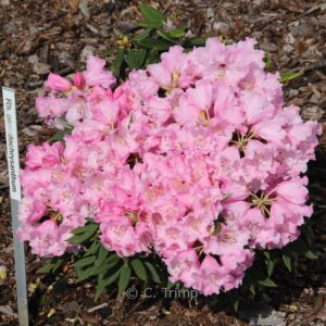 Rhododendron pseudochrysanthum