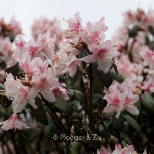 Rhododendron racemosum 'Apricot Beauty'