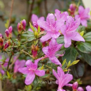Rhododendron rubropilosum