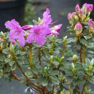 Rhododendron saluenense