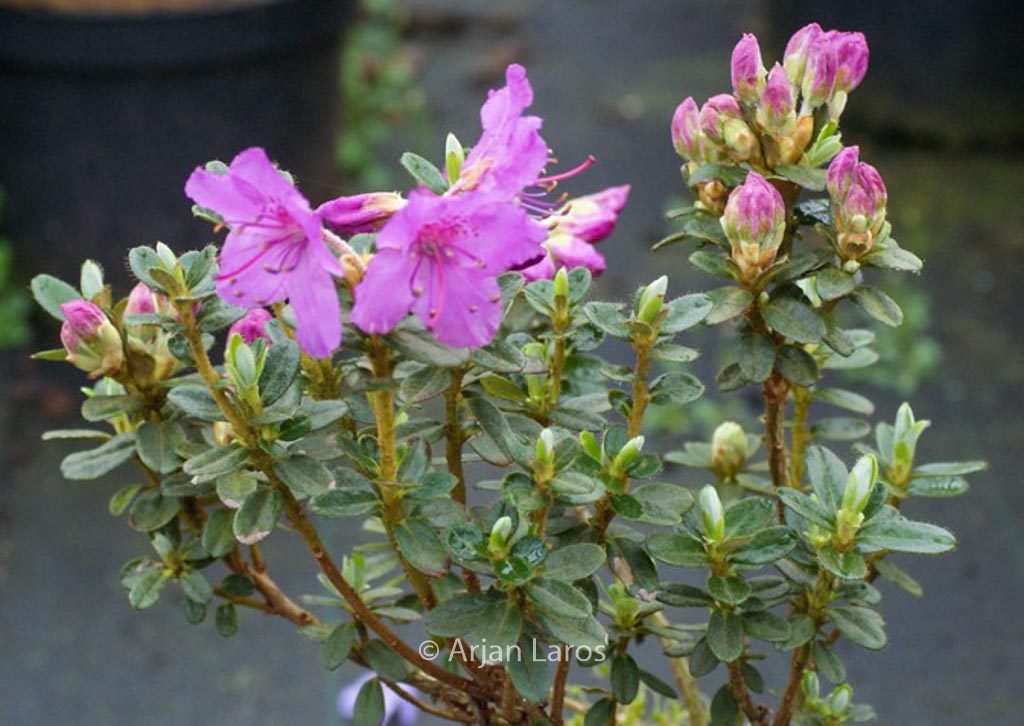 Rhododendron saluenense