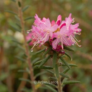 Rhododendron scabrifolium spiciferum