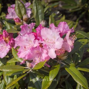Rhododendron smirnowii