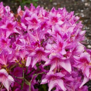 Rhododendron stenopetalum