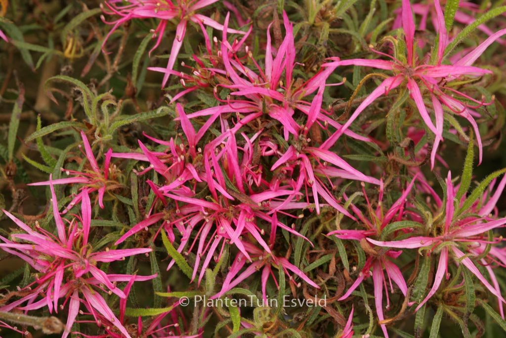 Rhododendron stenopetalum 'Linearifolium'