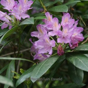 Rhododendron superponticum