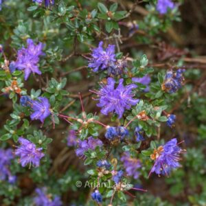 Rhododendron telmateium