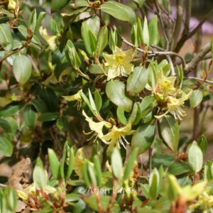 Rhododendron triflorum