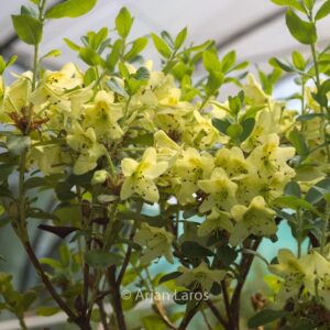 Rhododendron viridescens 'Doshong La'