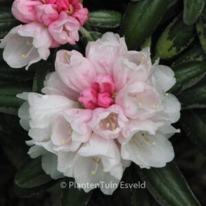 Rhododendron yakushimanum