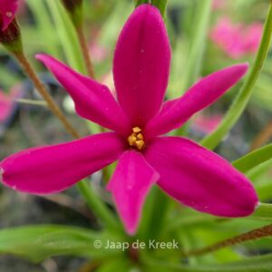 Rhodoxis 'Fairy Tale'