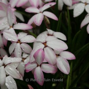 Rhodoxis 'Im201208' (FAIRY KISSES)