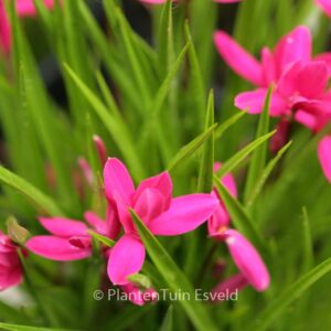Rhodoxis 'Mrs. Betsy'