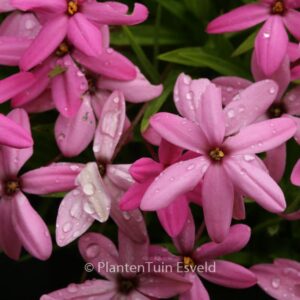 Rhodoxis 'Ruby Giant'