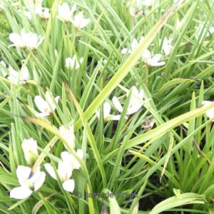 Rhodoxis 'Summer Stars Peppermint'