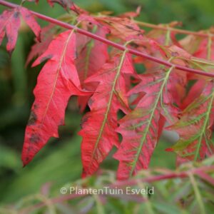 Rhus typhina 'Dissecta'