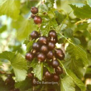 Ribes 'Josta'