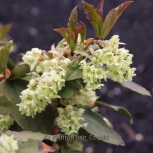 Ribes laurifolium 'Mrs. Amy Doncaster'