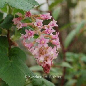Ribes malvaceum