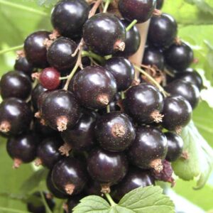 Ribes nigrum 'Ben Connan'