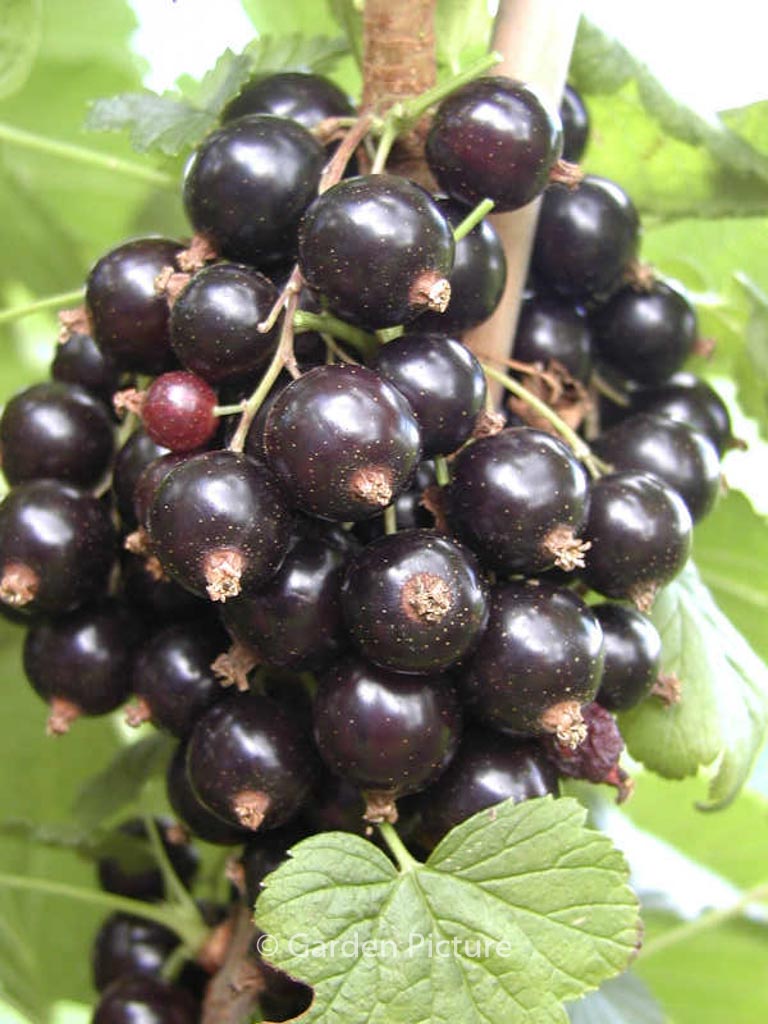 Ribes nigrum 'Ben Connan'