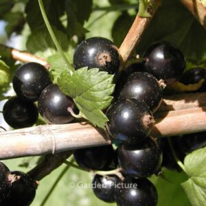 Ribes nigrum 'Ben Lomond'