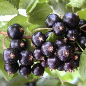 Ribes nigrum 'Kristin'