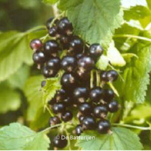 Ribes nigrum 'Silvergieters Zwarte'