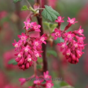 Ribes sanguineum 'Annys2003' (AMORE)