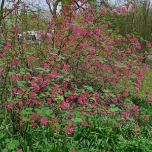 Ribes sanguineum 'King Edward VII'