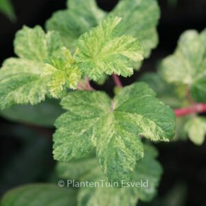 Ribes sanguineum 'Pulborough Scarlet Variegata'