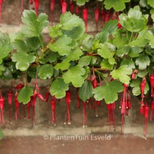 Ribes speciosum