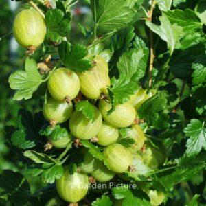 Ribes uva-crispa 'Hinnonmaen Keltainen' (HINNONMAEKI GUL)