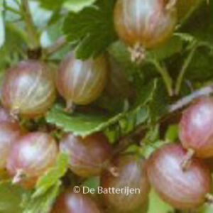 Ribes uva-crispa 'Hinnonmaen Punainen' (HINNONMAEKI ROED)