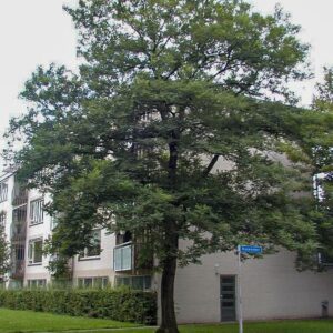 Robinia pseudoacacia 'Bessoniana'