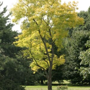 Robinia pseudoacacia 'Frisia'