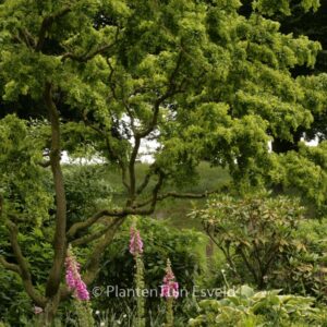 Robinia pseudoacacia 'Tortuosa'