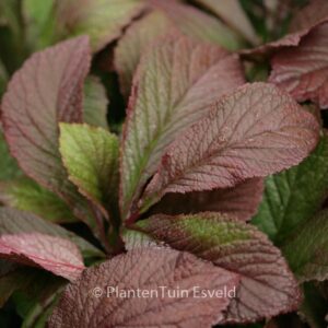 Rodgersia 'Bronze Peacock'