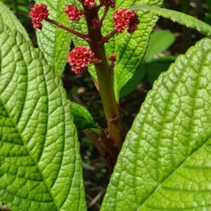 Rodgersia 'Candy Clouds'