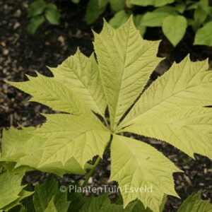 Rodgersia 'Die Anmutige'