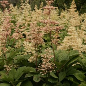 Rodgersia 'Herkules'