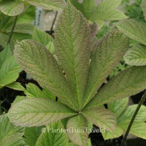Rodgersia pinnata 'Maurice Mason'