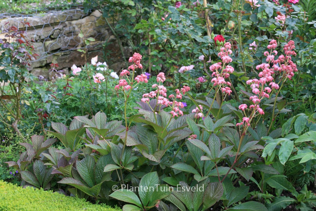 Rodgersia pinnata 'Superba'