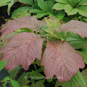 Rodgersia podophylla 'Rotlaub'