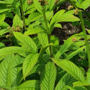 Rodgersia sambucifolia 'Rothaut'