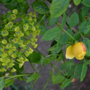 Rosa 'Ausgold' (GOLDEN CELEBRATION)