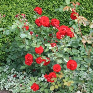 Rosa 'Korlima' (LILI MARLEEN)